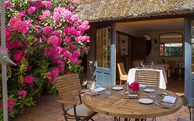 Le Petit Coq aux Champs - Les Collectionneurs